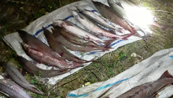 Ертіс өзенінің балығын тормен қырып салған браконьер ұсталды