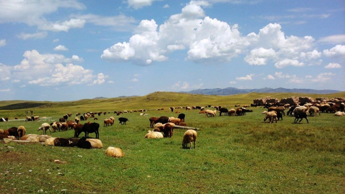 Тамызда республика бойынша мал санағы басталады