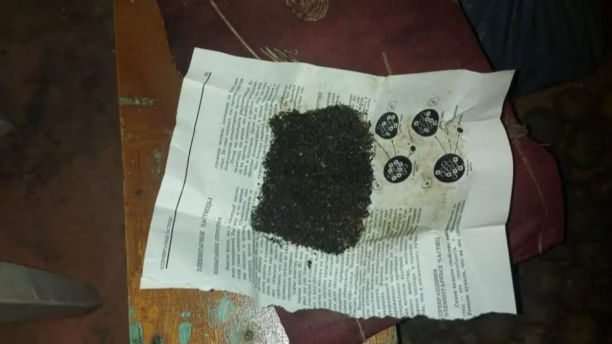 Атырауда 74 жастағы қария үйінің ауласында 117 түп қарасора өсірген