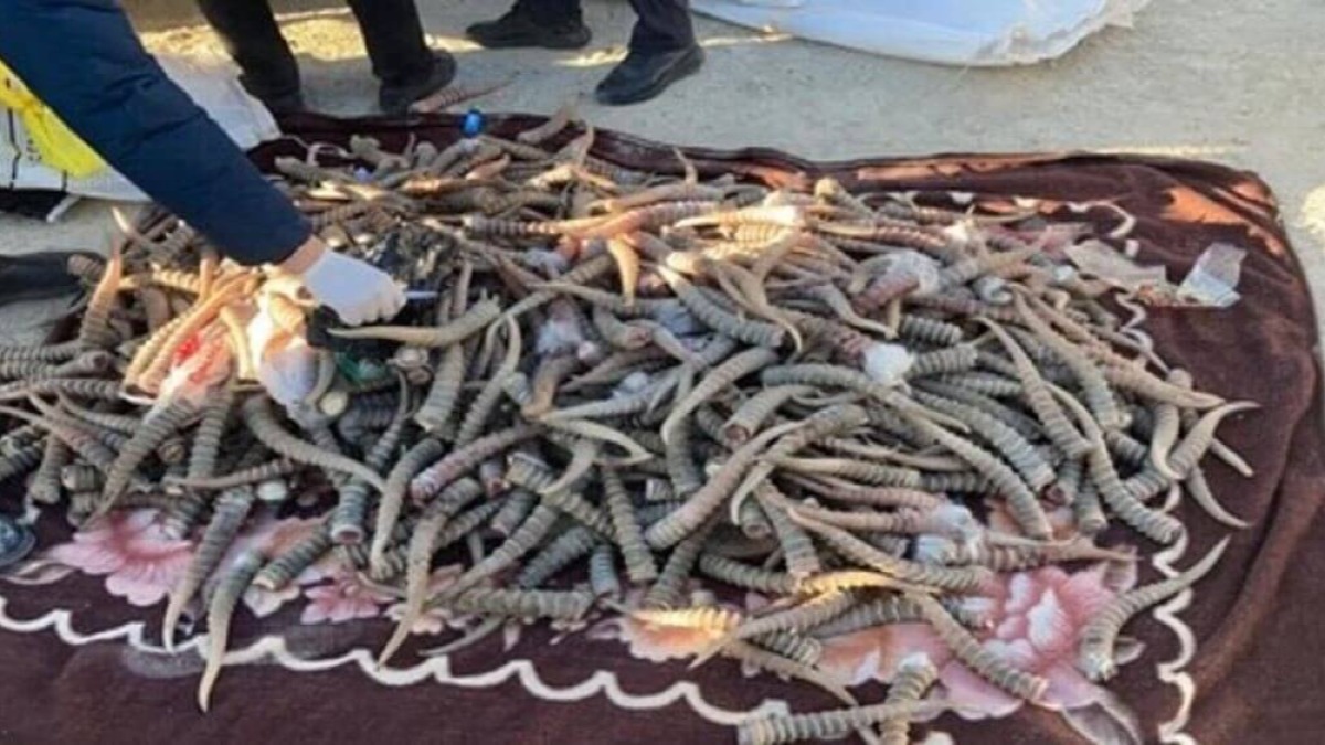 Ақбөкен мүйізін заңсыз сақтаған қостанайлық ұзақ жылға сотталды