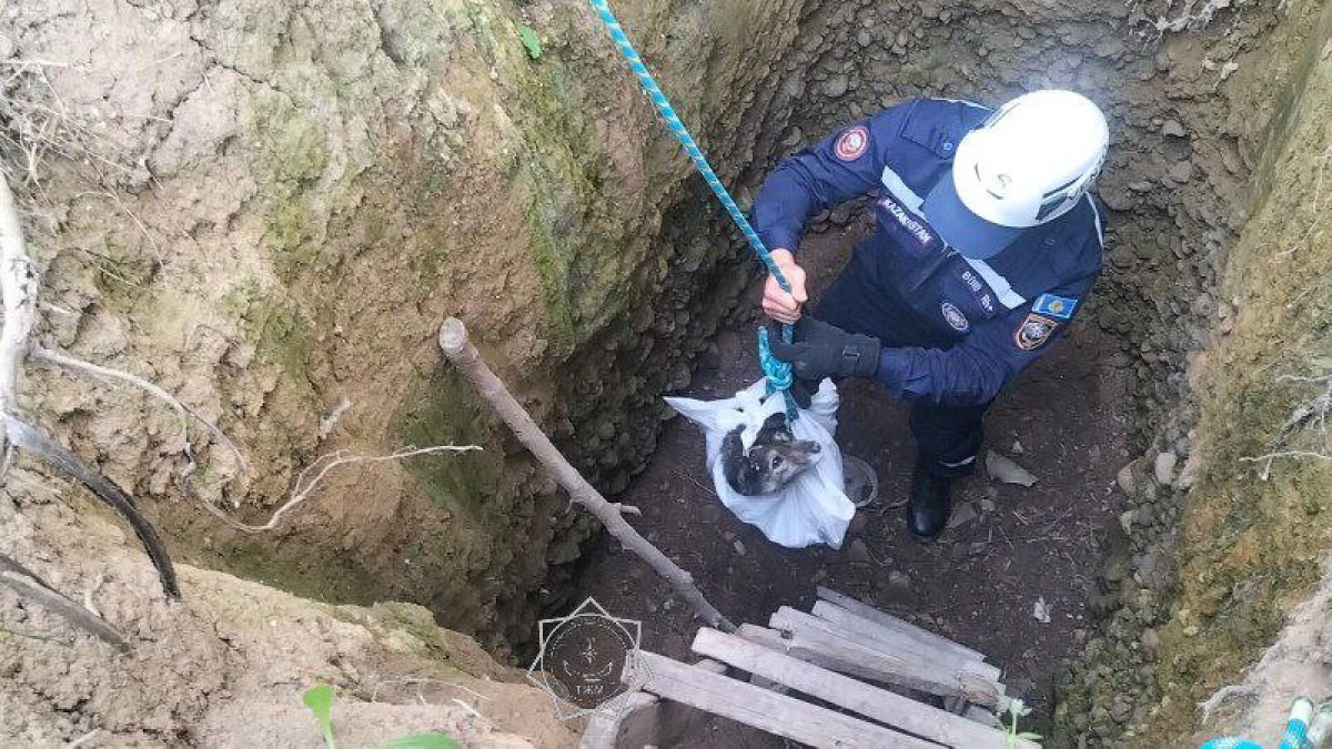 Сотрудники МЧС спасли собаку, упавшую в 4-метровую яму в Туркестанской области 