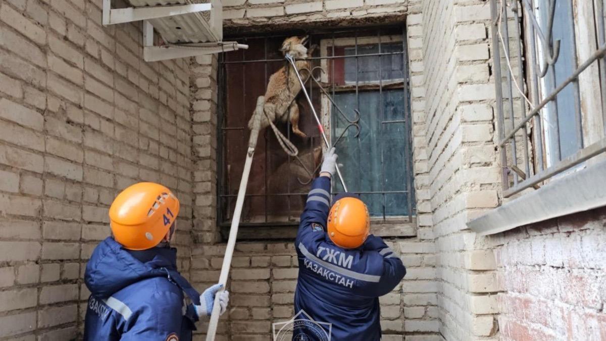 Лису, застрявшую в оконной решётке, освободили спасатели из Уральска 