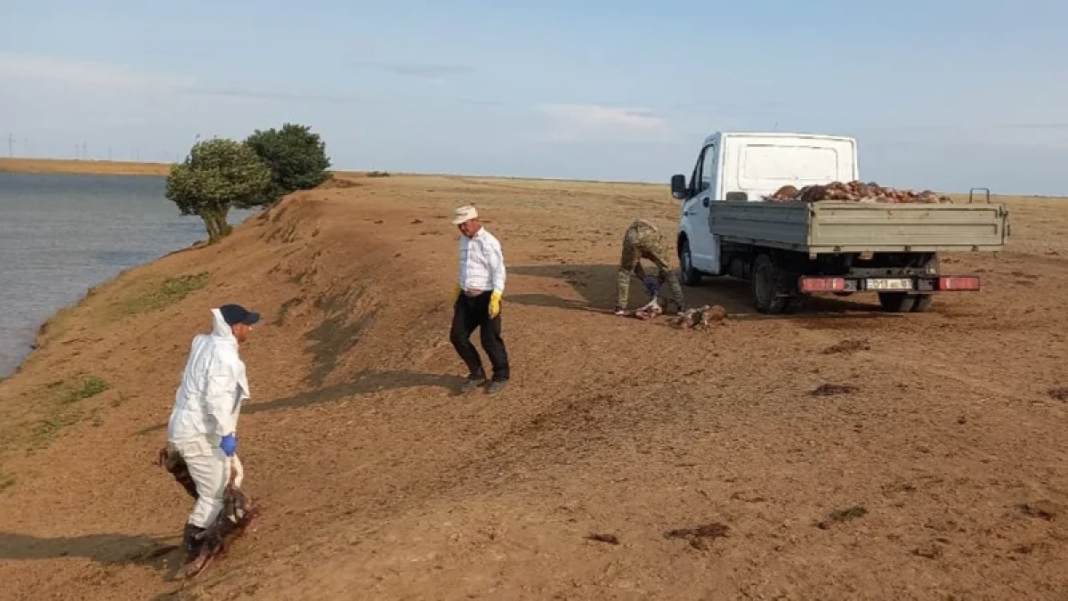 БҚО-да өзеннен 300-ден астам киіктің өлексесі шығарылды