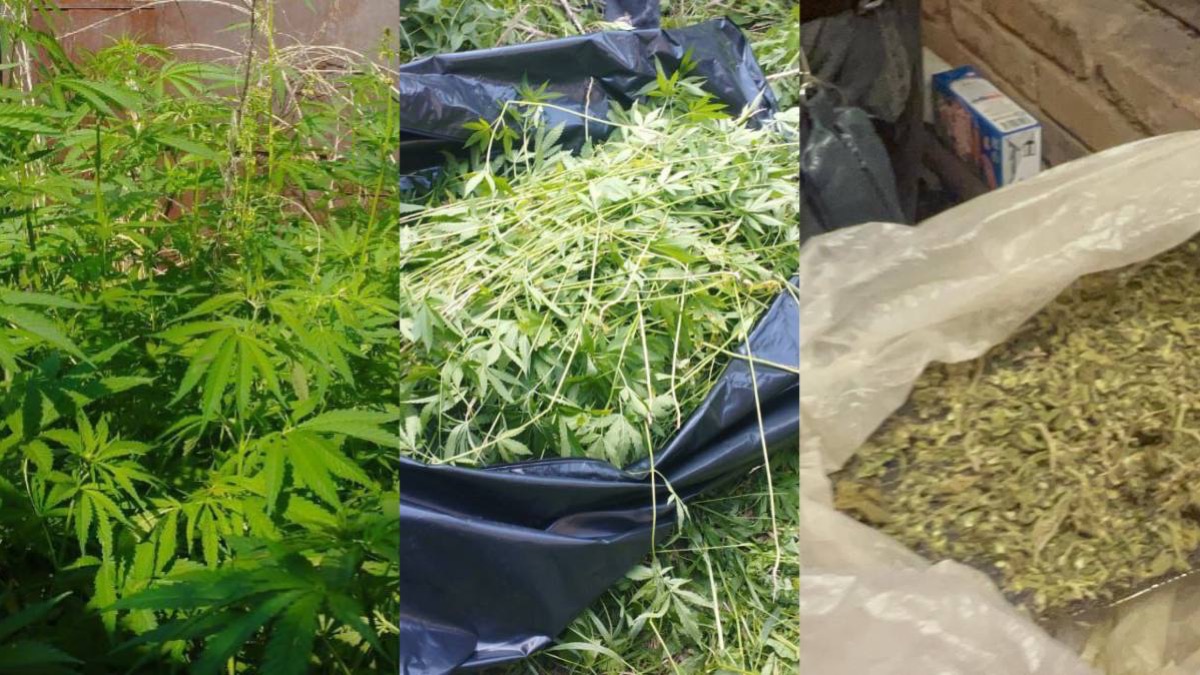 У жителя Акмолинской области изъяли 920 кустов конопли