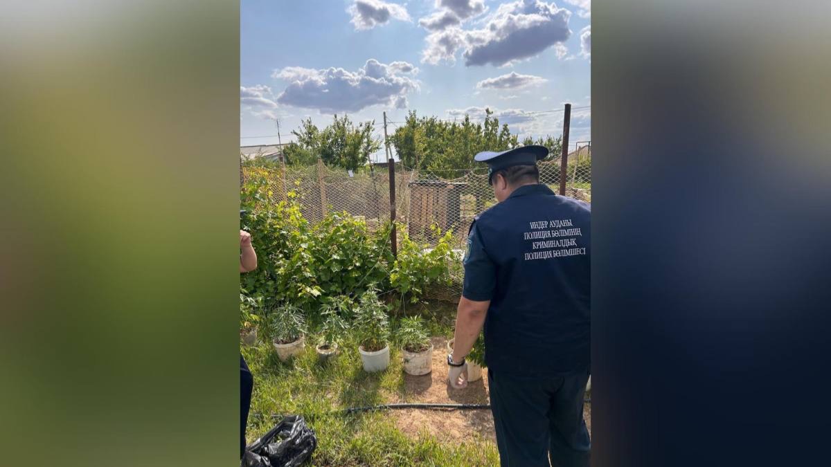 В Атырауской области задержан мужчина за выращивание 16 кг конопли