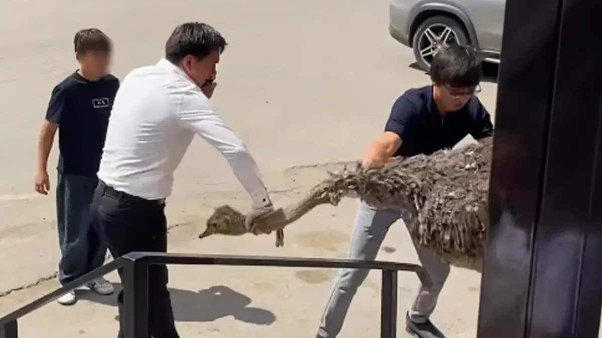 Астанада дәмхана иесі түйеқұстың мойнын бұрап, қинаған 