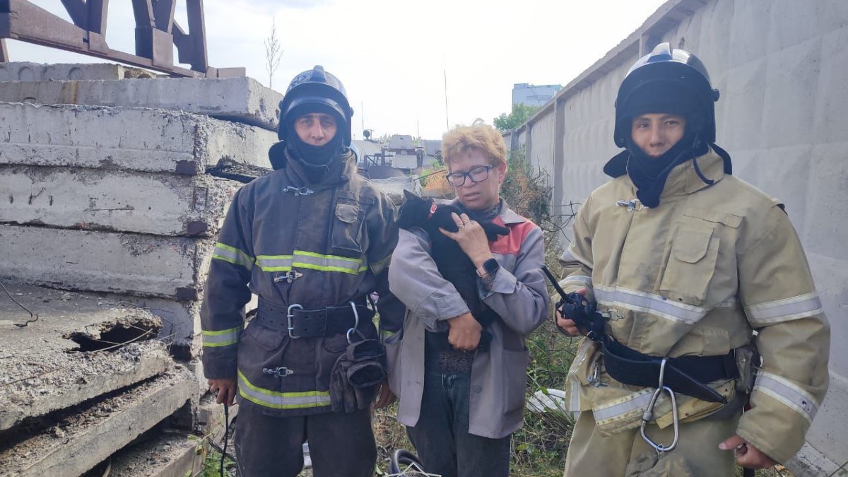 Спасатели освободили кошку, застрявшую в бетонной плите в Караганде 