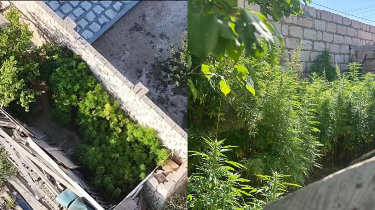 В Мангистауской области обнаружили 749 кустов наркосодержащих растений