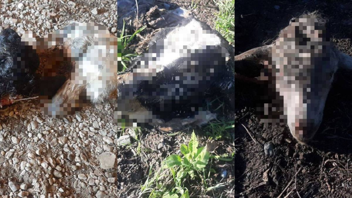 Полиция пресекла попытку сбыта похищенного скота в ВКО