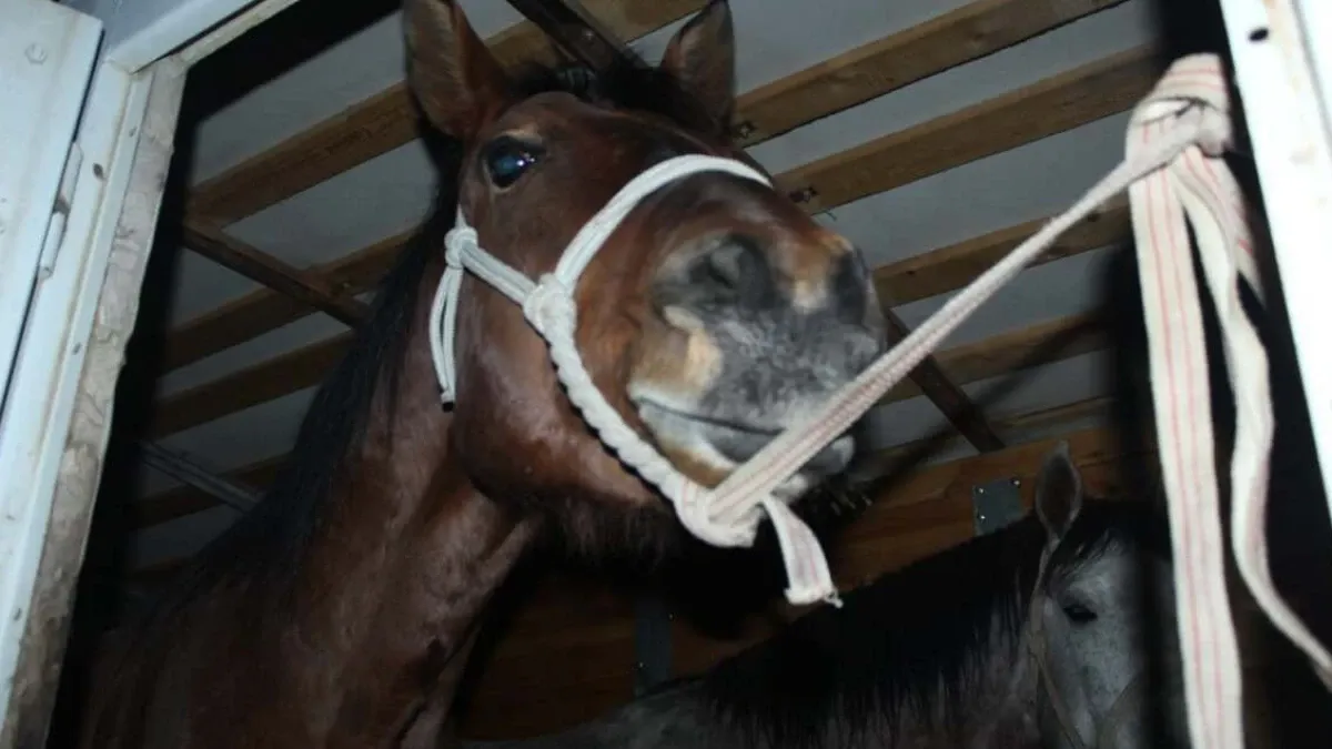 Ұлытау облысында мал ұрлығымен айналысқан студенттер ұсталды