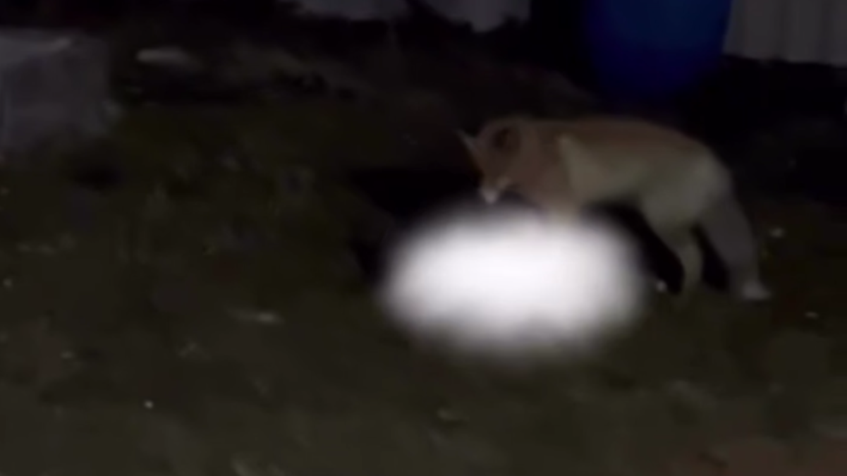 В СКО дикая лиса напала на домашних животных