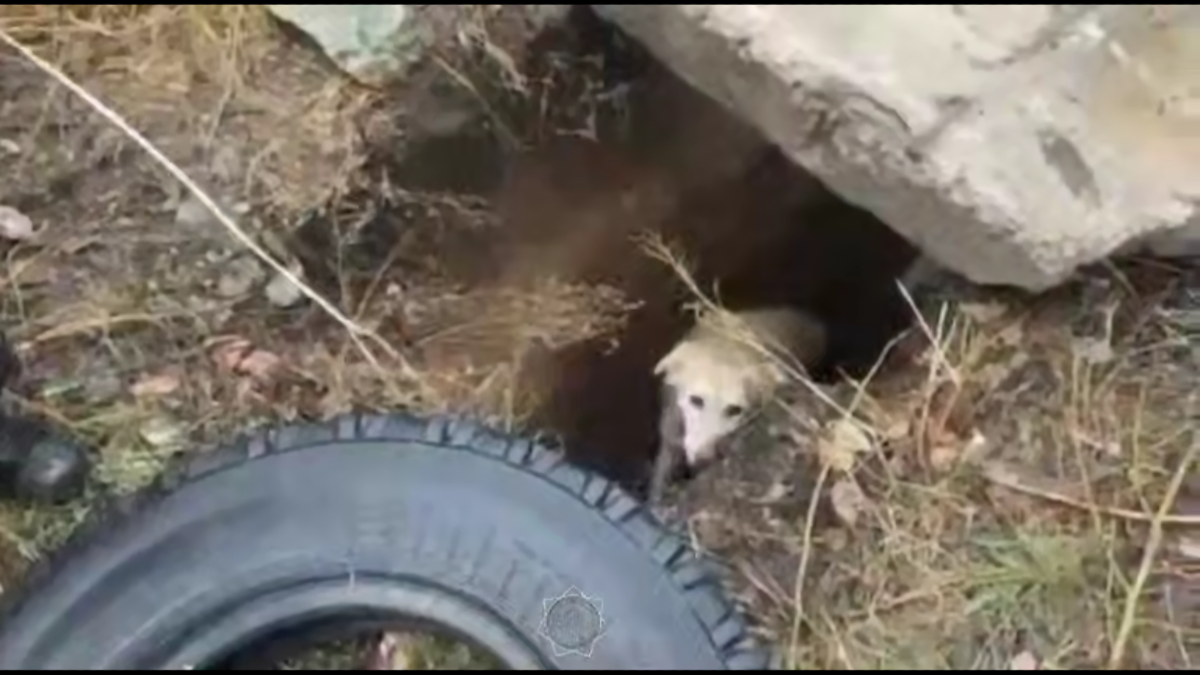 В Карагандинской области спасатели вытащили собаку из двухметровой ямы