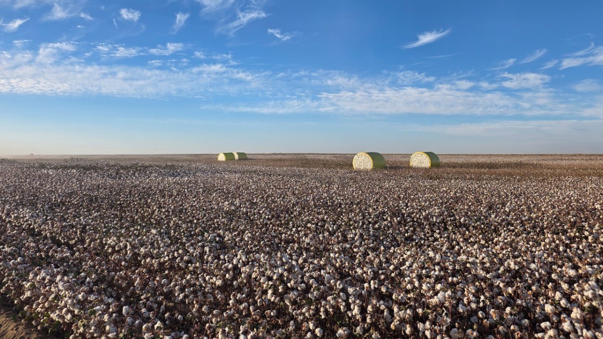 В хлопковую отрасль Казахстана инвестируют более 200 млрд тенге