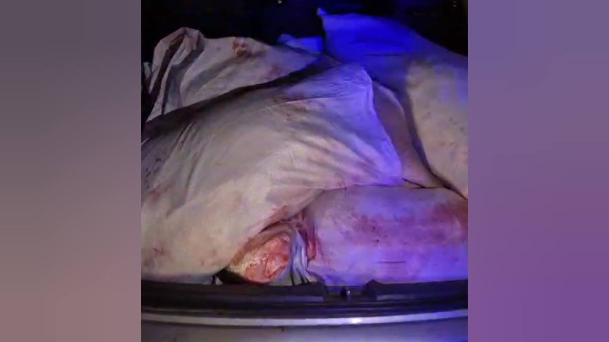 В лесном массиве ЗКО задержана группа браконьеров с добычей