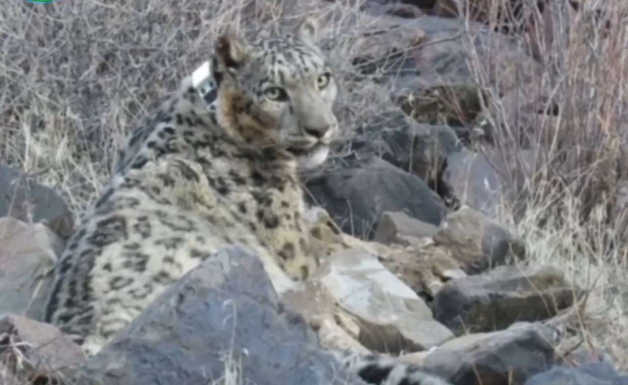 Қар барысына GPS құрылғысы орнатылды