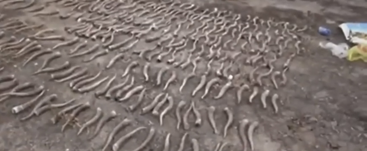 Более 300 рогов сайгаков изъяли полицейские в области Улытау