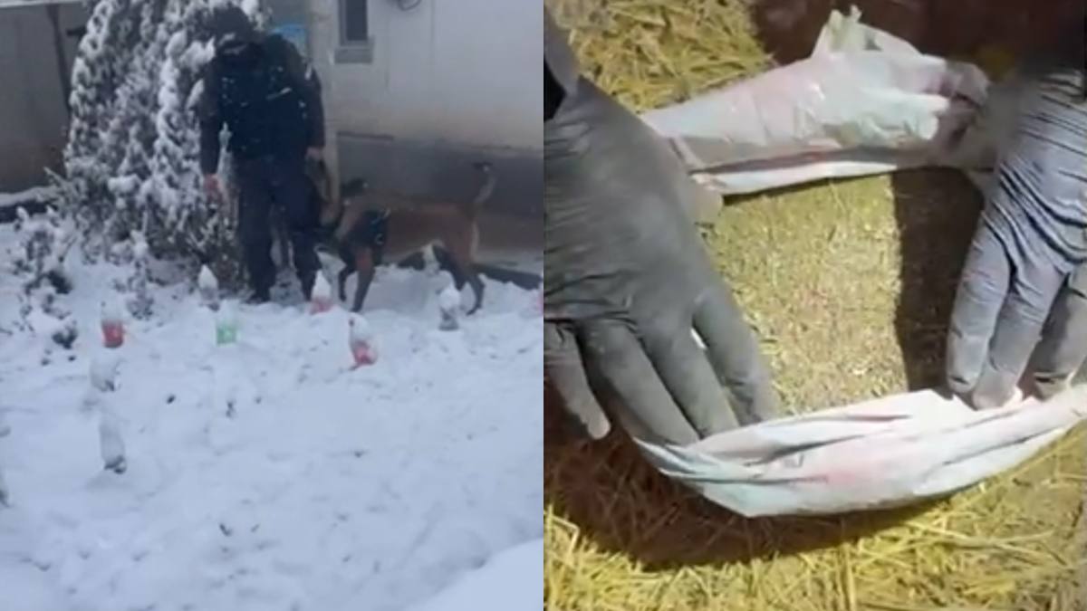 Более 5 кг наркотиков изъяли полицейские в Алматы