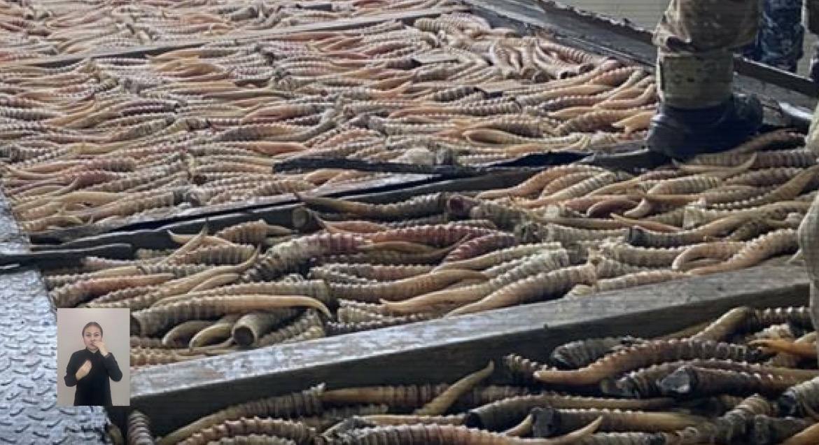 Свыше 3 тысяч рогов сайги изъяли у браконьеров в Казахстане