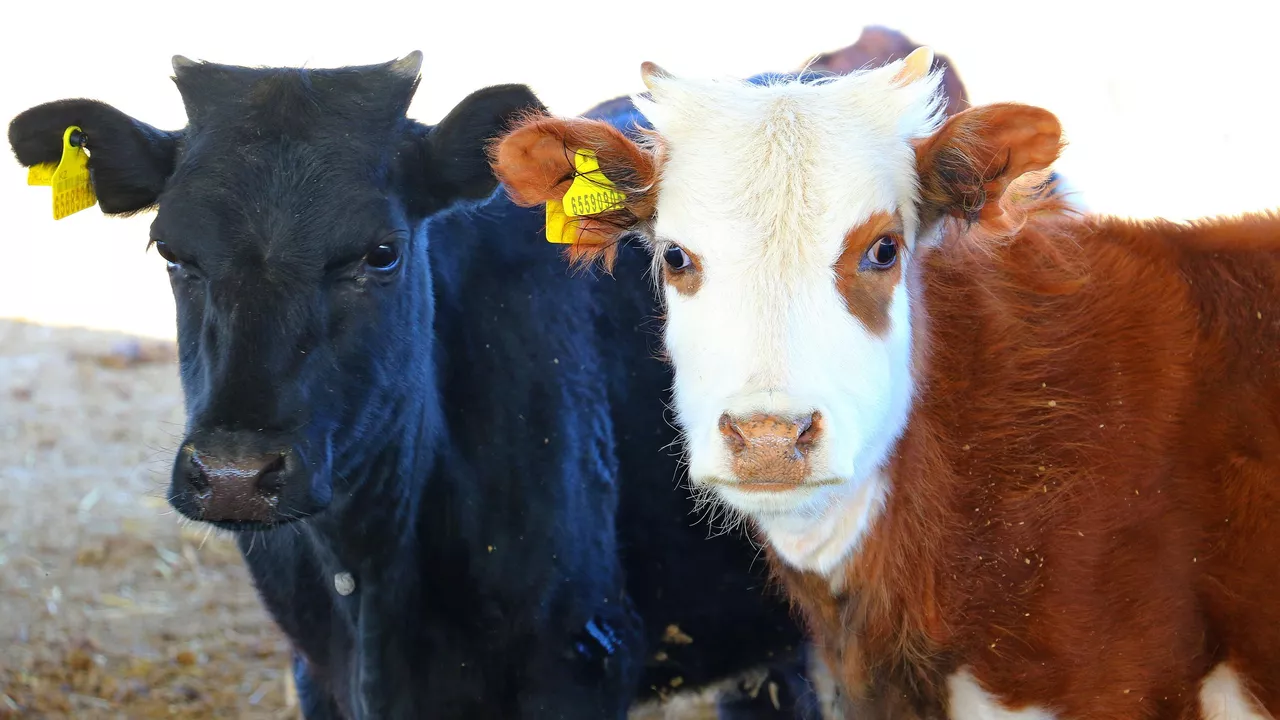 Ақтөбе облысында ауыл тұрғындарының малын тоқ соғып өлтірді