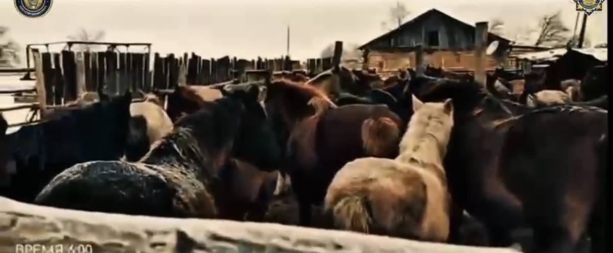 В Павлодарской области раскрыта масштабная кража скота на 80 млн тенге