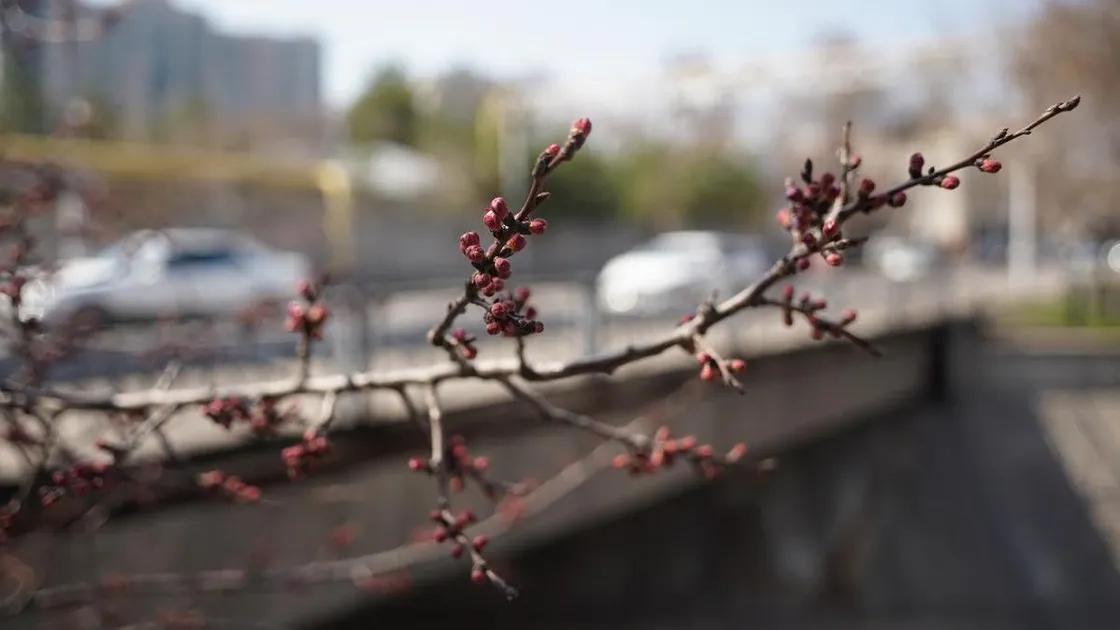 Алдағы күндері Қазақстанда +17 градусқа дейін жылы болады
