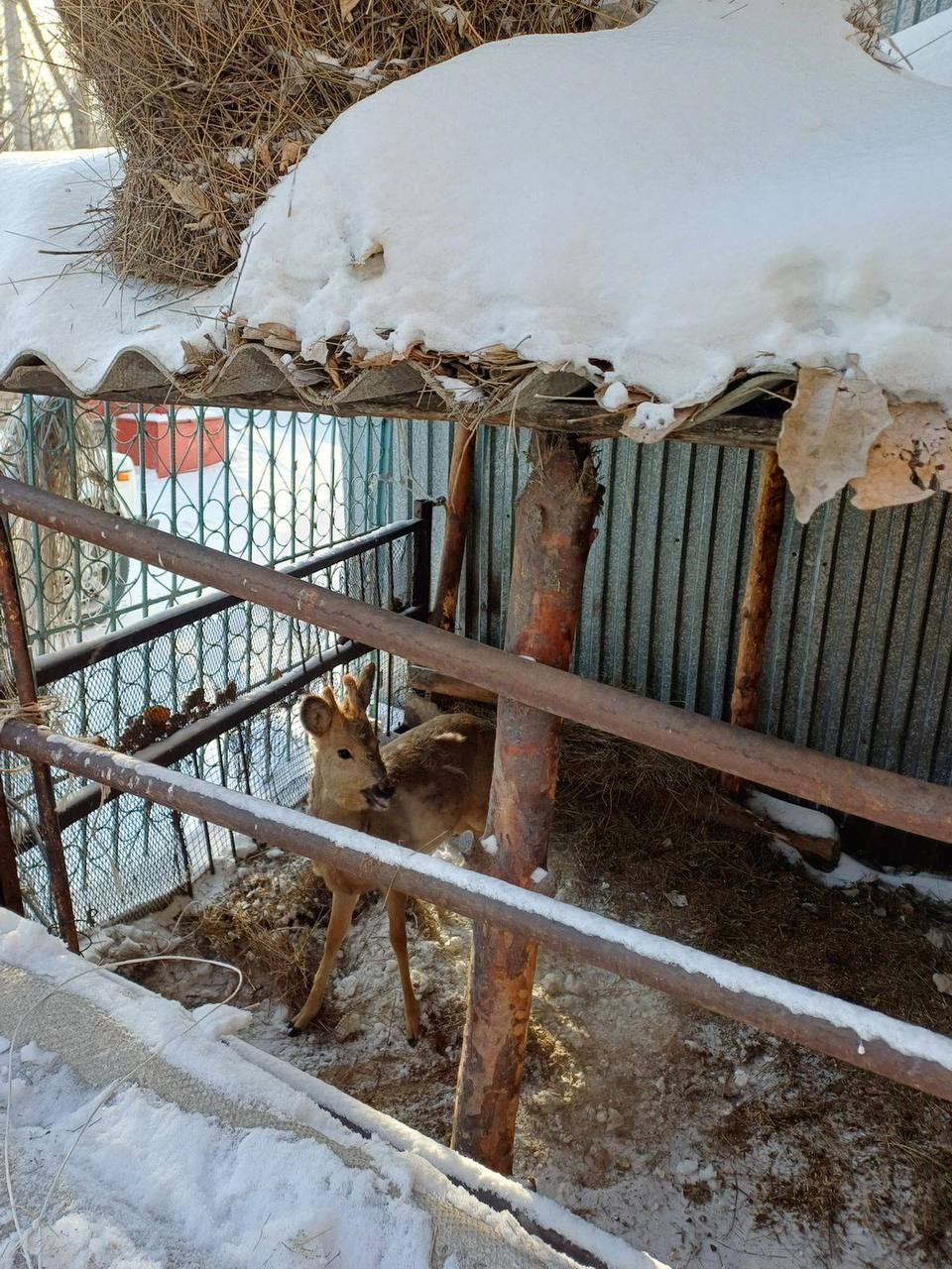 В Семее во дворе частного дома нашли косулю с ошейником