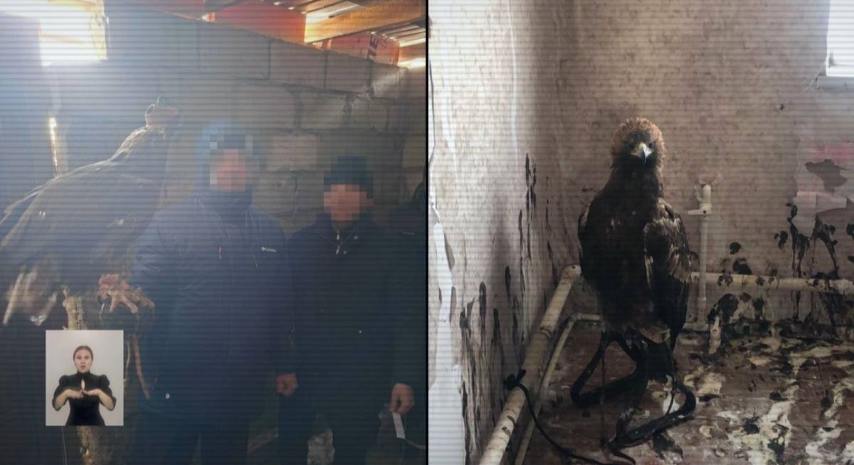 В Павлодарской области пресекли незаконный вывоз редких птиц на сумму свыше 120 млн тенге