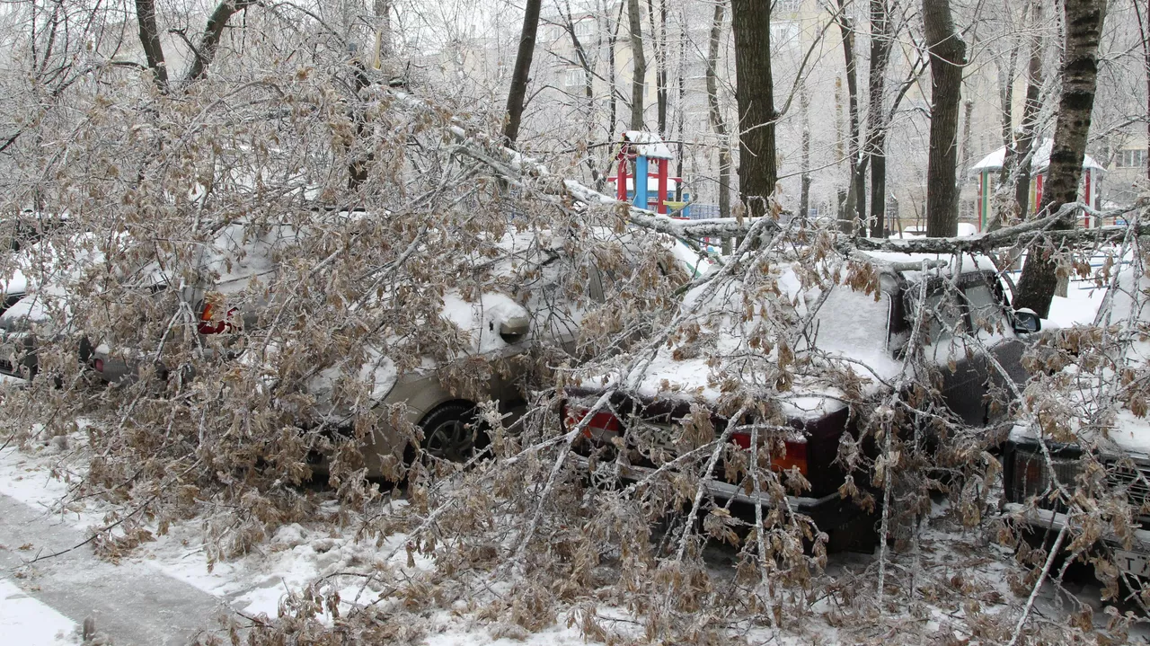 Шымкентте үстіне ағаш құлап кеткен бала көз жұмды