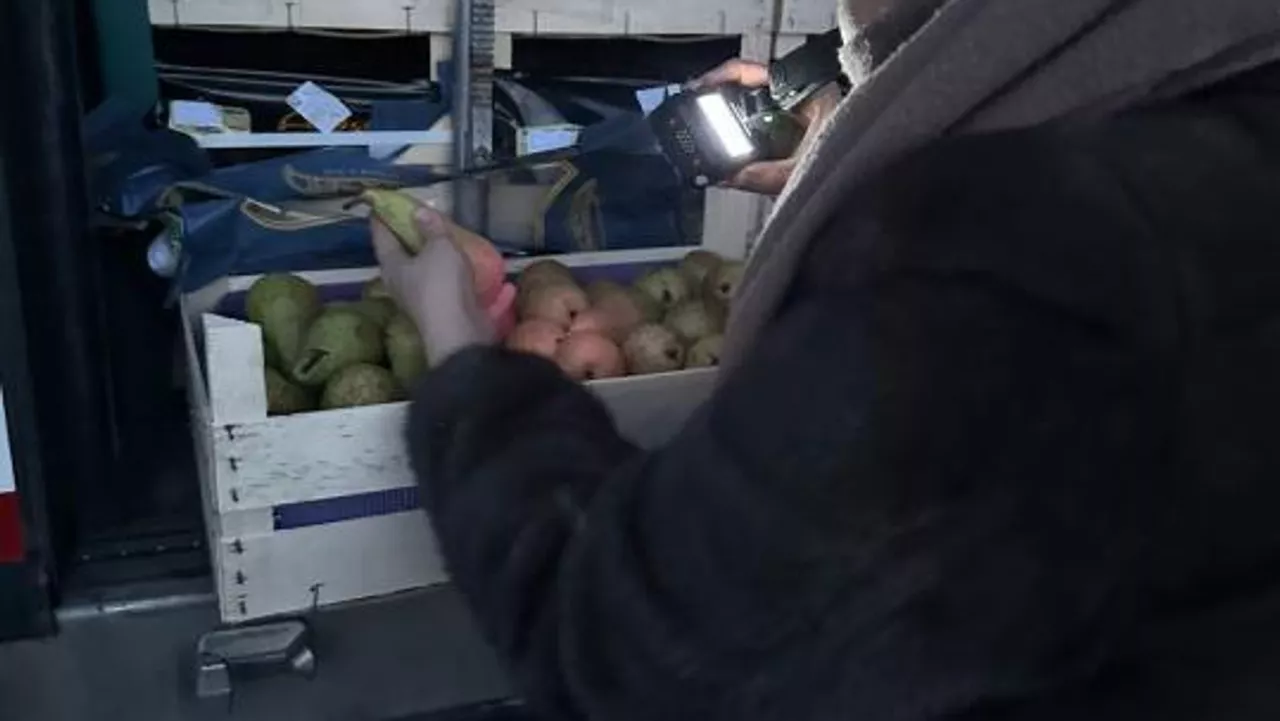 Бельгиядан әкелінген 19 тонна алмұрт кері қайтарылды