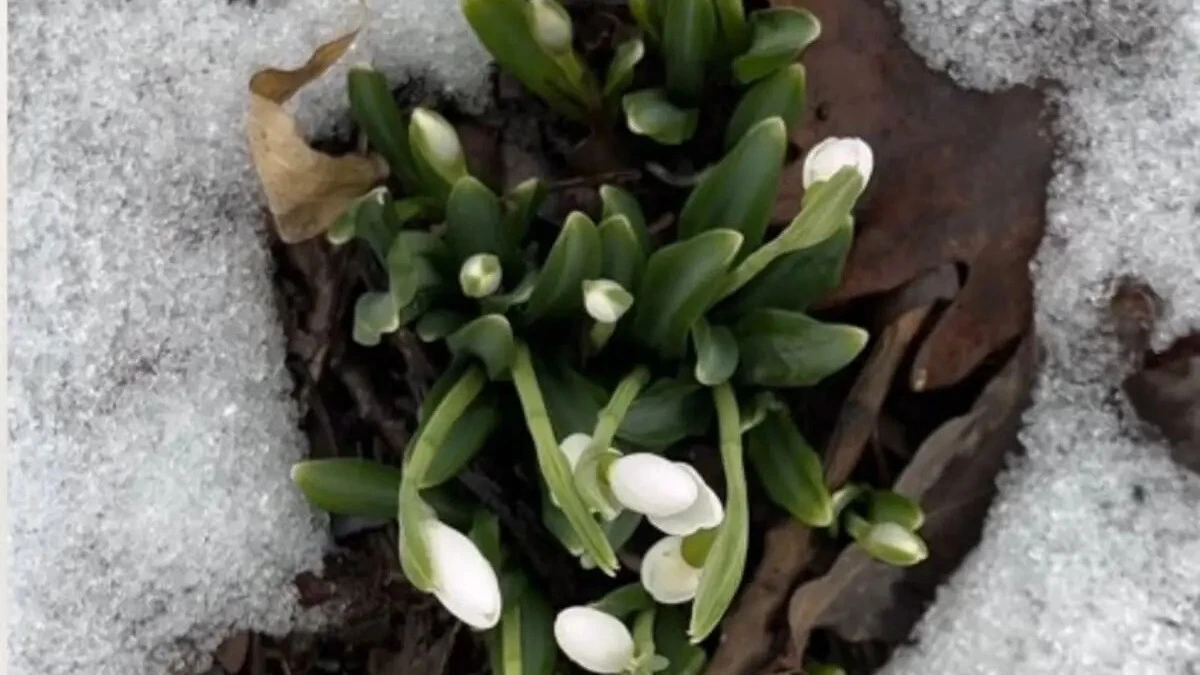 Алматыда бәйшешек гүлдеді