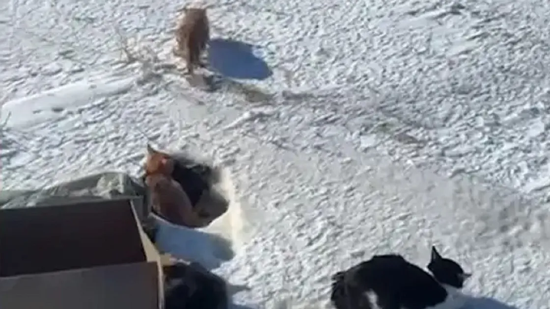 Семейде әлдекімдер 20-ға жуық мысықты жол жиегіне тастап кеткен: көбі аязда үсіп қалды