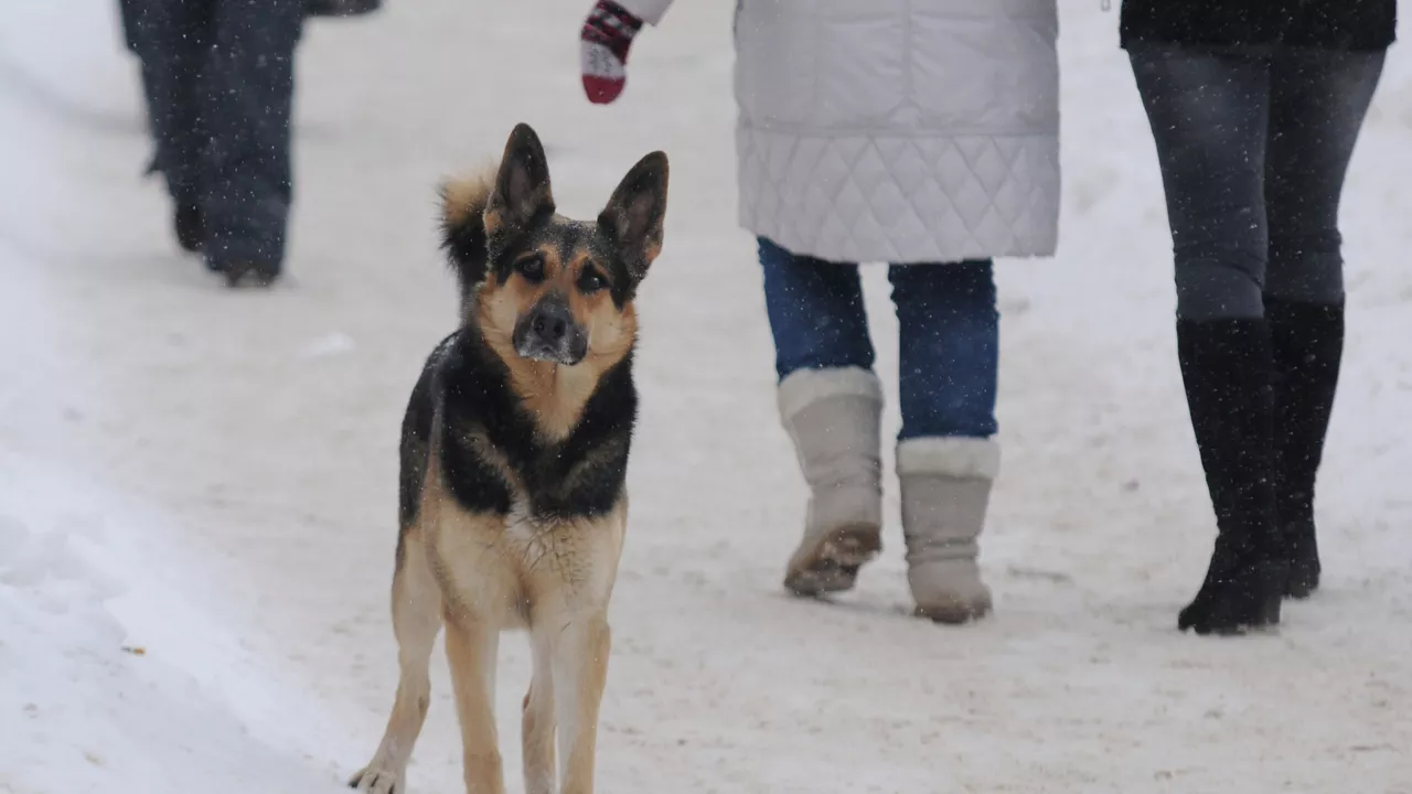 Алматы облысында әйелді иттер талап тастады