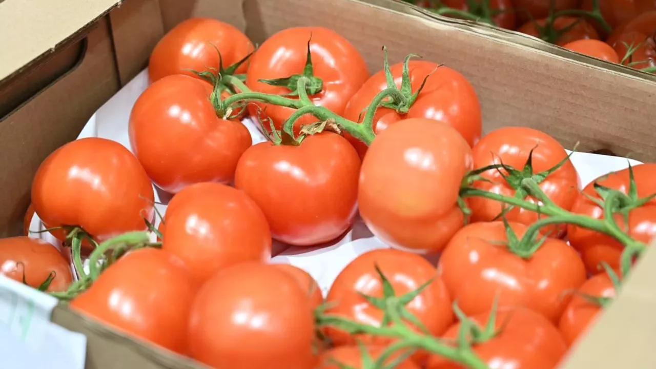 Ресейден әкелінген қызанақтардан вирус анықталды