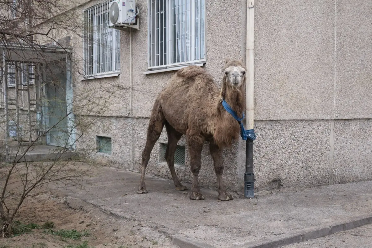 «Парковка» верблюда у многоэтажки возмутила жителей Актау