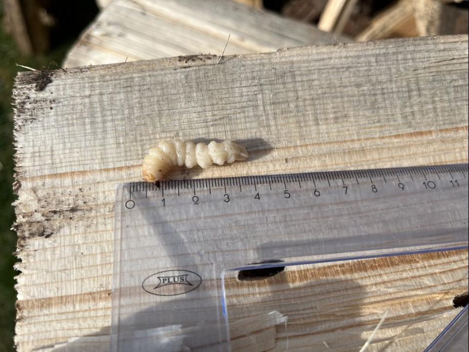 Опасный карантинный жук выявлен в партии сосновых пиломатериалов в Акмолинской области