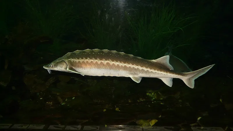 Закупку икры на 147 млн тенге отменили в Атырау