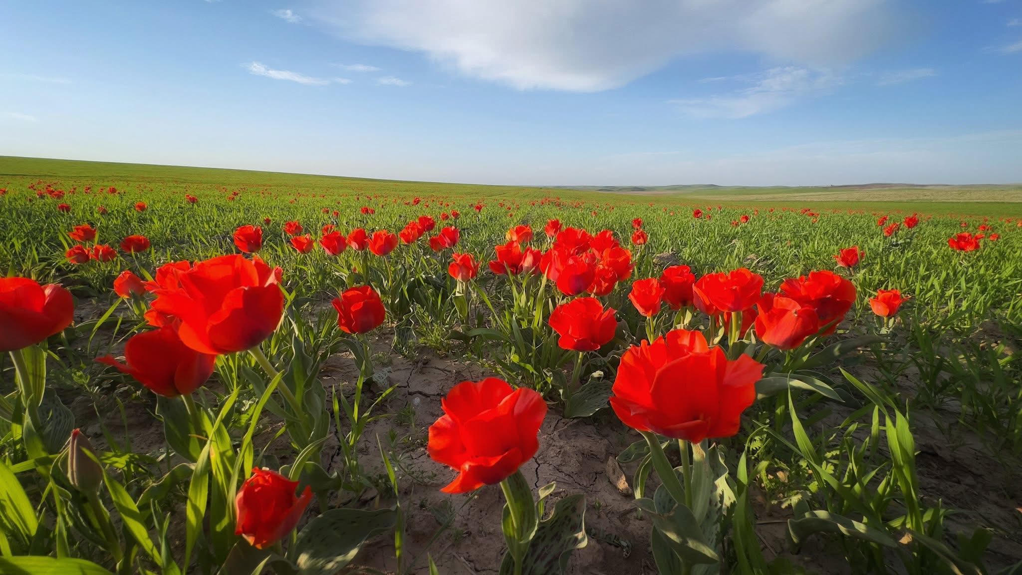 За срыв редких тюльпанов казахстанцам грозят штрафы