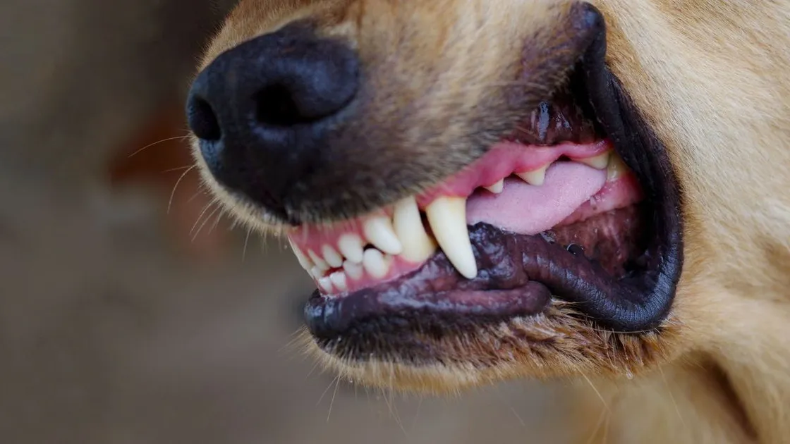 "Емдейтін дәрі жоқ": ДСМ құтыруға байланысты сақтық шараларын еске салды