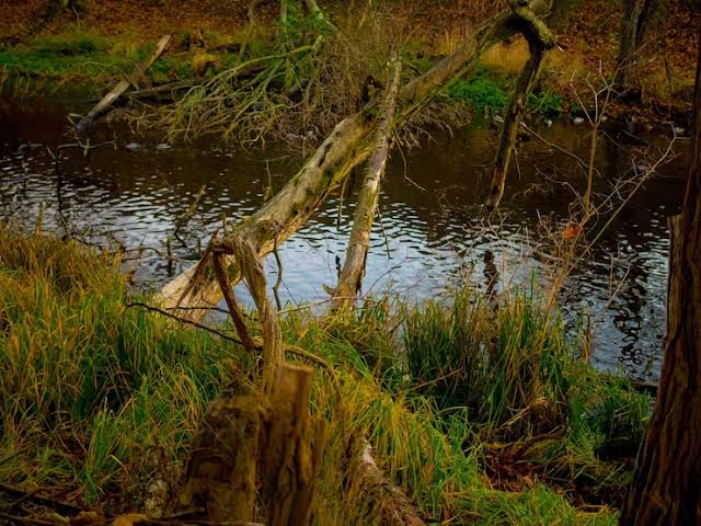 В Павлодарской области женщину вытащили из болотистой местности