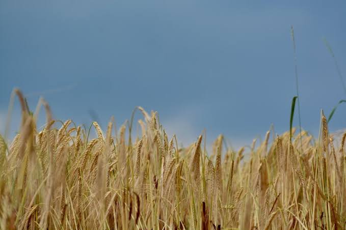 В Акмолинской области построят завод за 300 млрд тенге