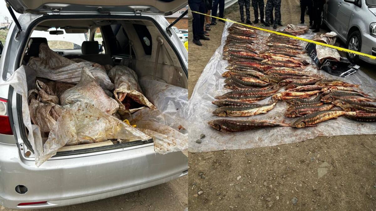 Почти 280 кг осетровой рыбы обнаружили при проверке автомобиля в Атырау