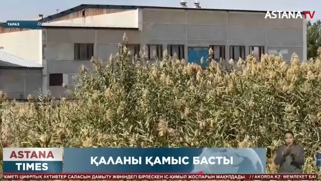 "Мәйіттер табылған": Тараз қаласының орталығын қалың қамыс басты