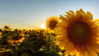 Қазақстанда биыл бақылау тарихындағы ең ыстық жаз болды